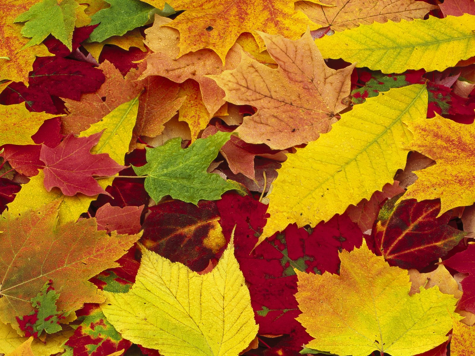 Autumn Leaves